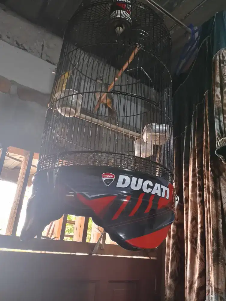 Trukcuk muda jinak rajin