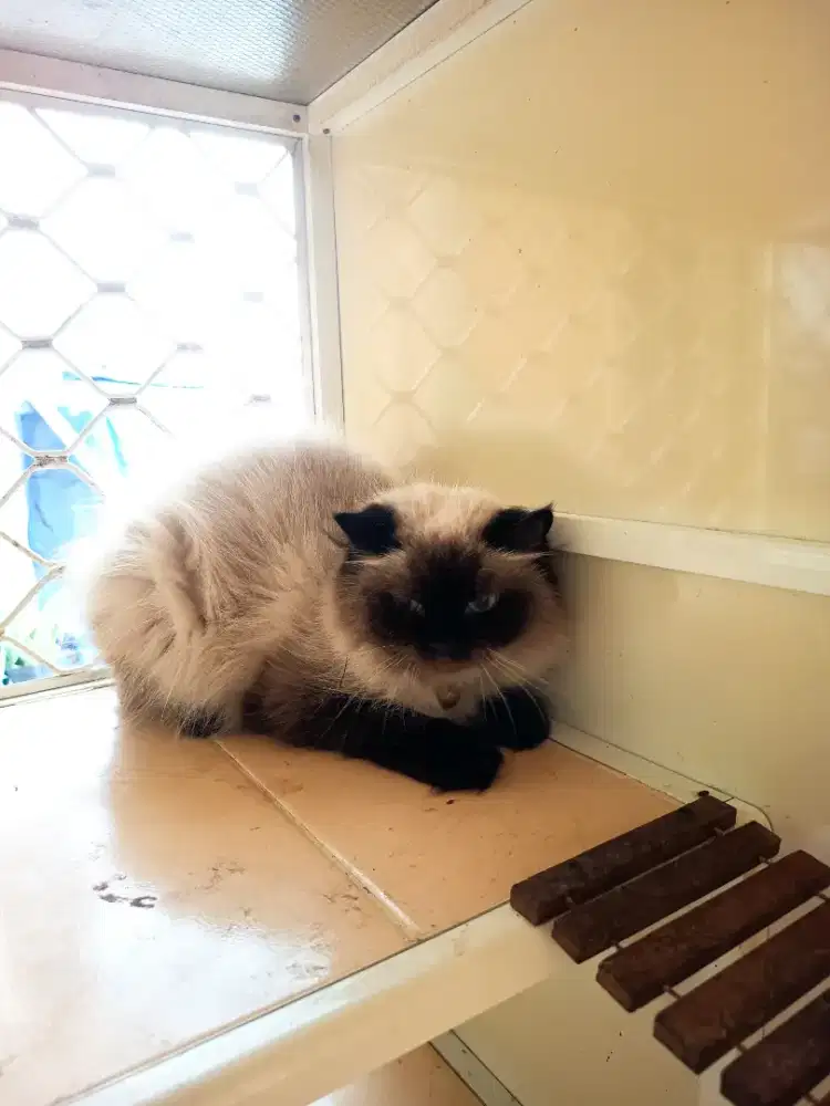 Kucing indukan himalaya betina 15 bulan