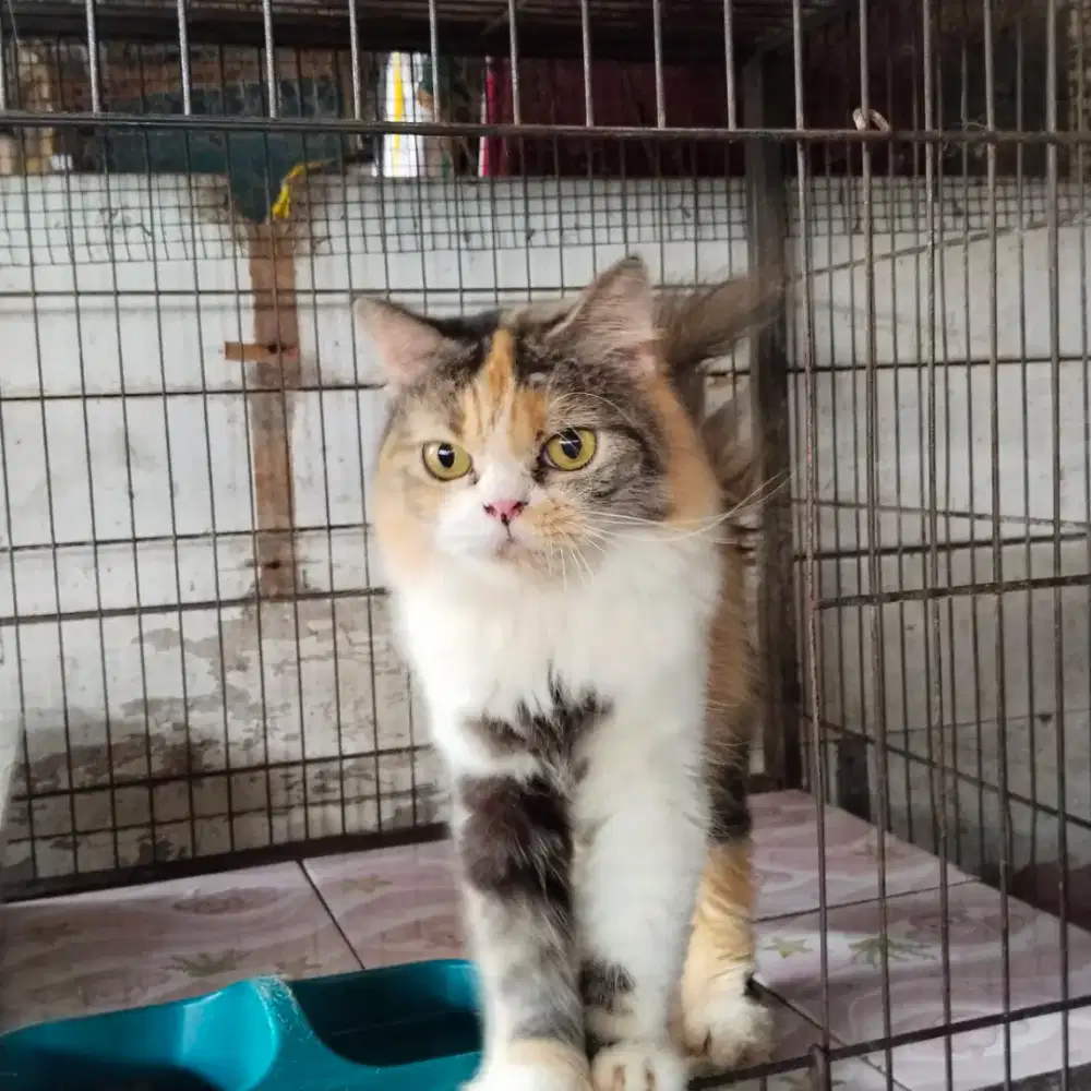 Indukan persian flatnose birahi