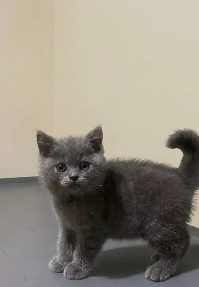 Kucing kitten British shorthair bluesolid pure
