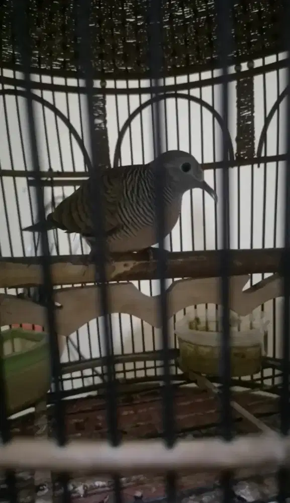 Burung perkutut lokal