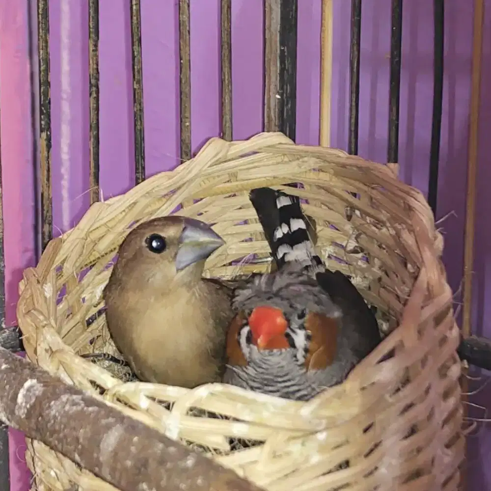 Burung Zebra finch x peking