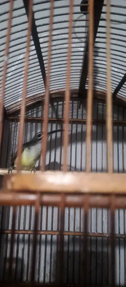Burung pijantung pisang