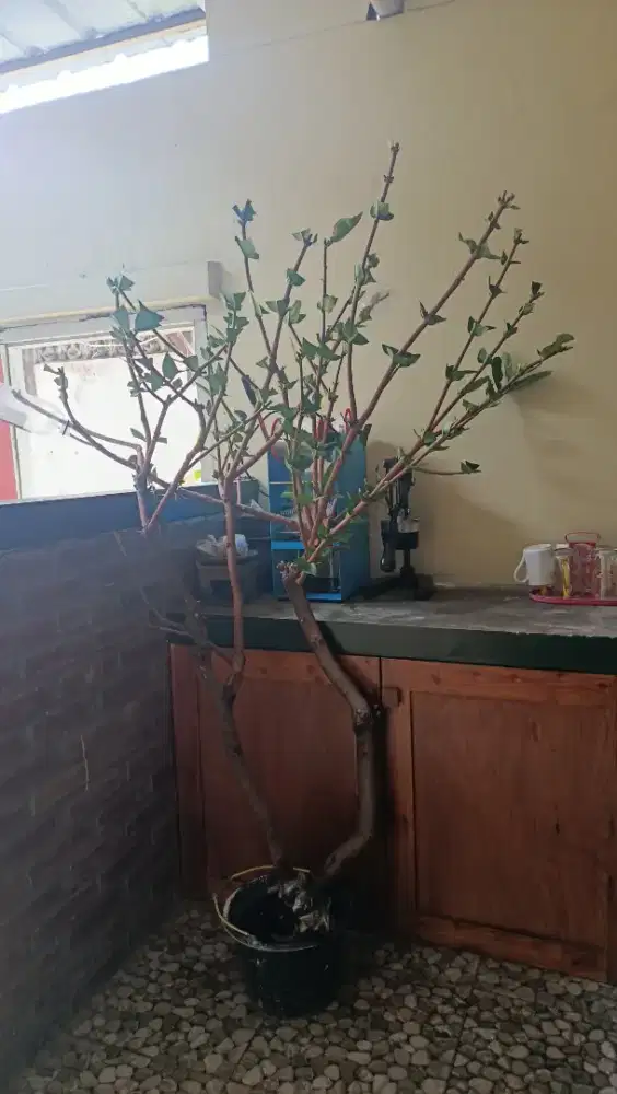Bibit jambu air dalhari