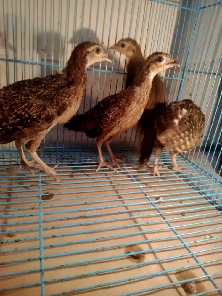 Ayam hutan usia 2 bln lebih 2 pasang