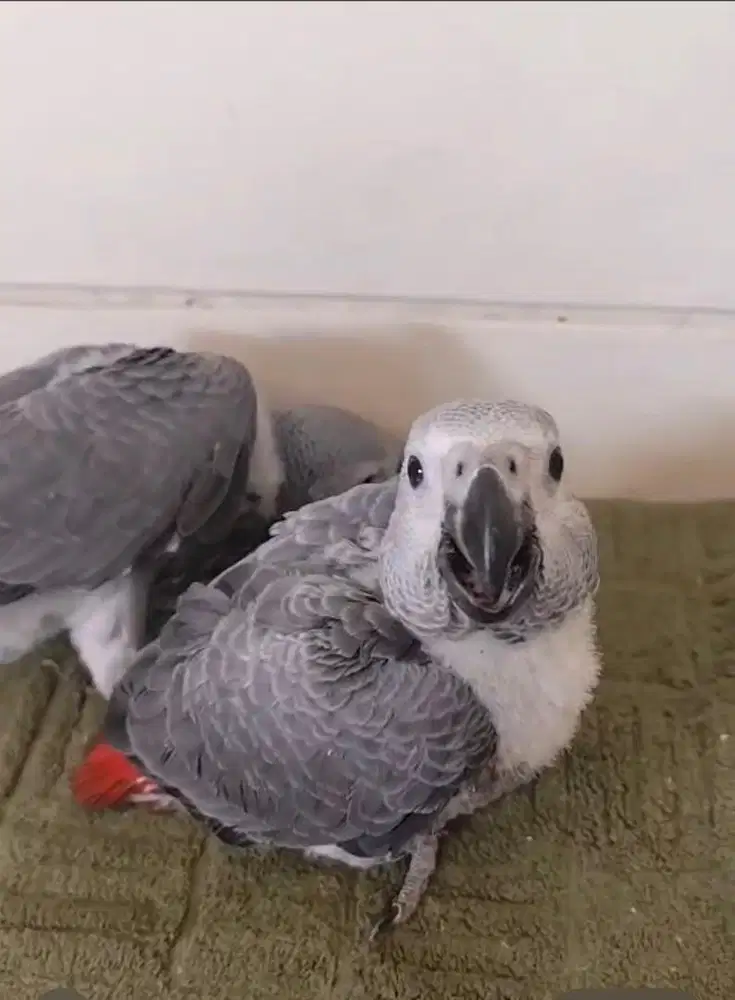 Burung afgrey abu abu