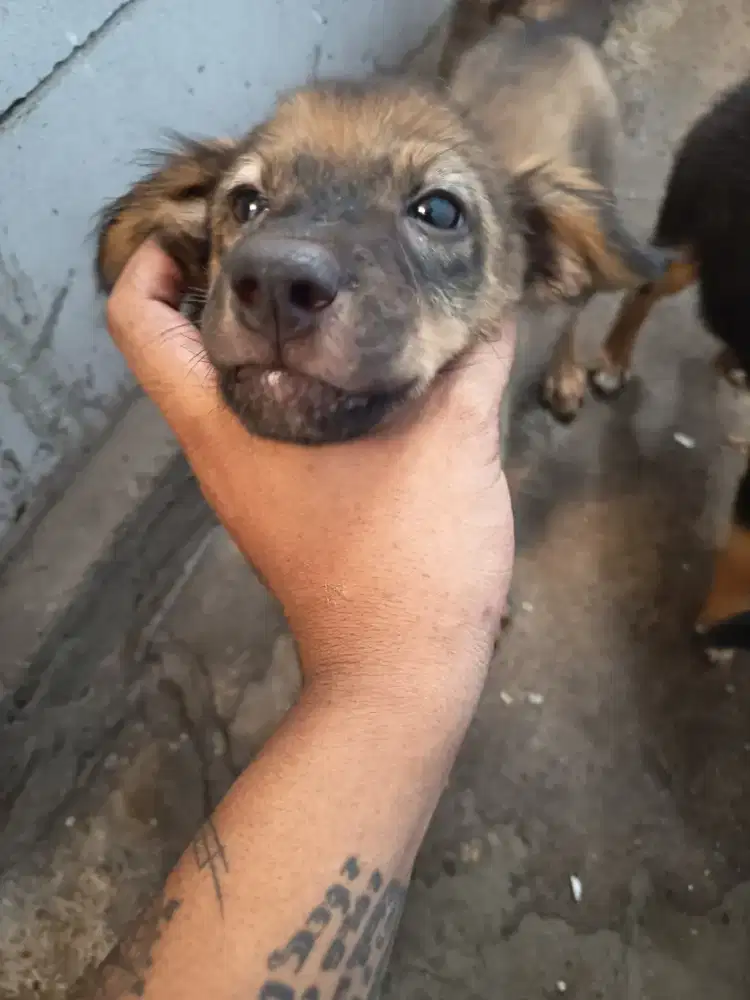 ANAK ANJING LOKAL JINAK LUCU (RESCUE DARI KELUARGA GK TANGGUNG JAWAB)