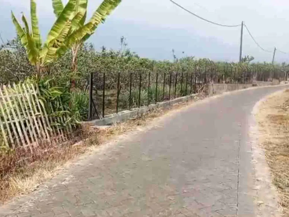 kebun apel murah