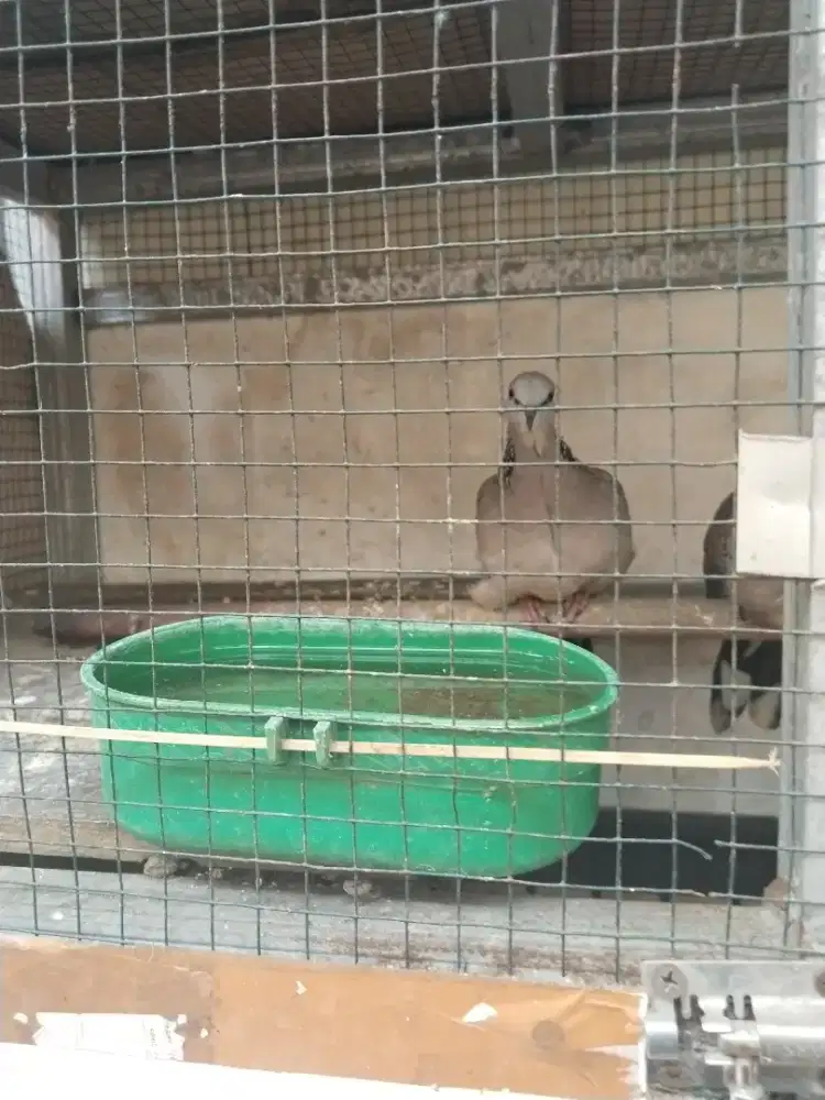 Burung tekukur rawatan