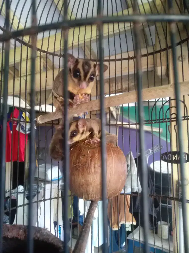 Sugar glider sepasang jinak
