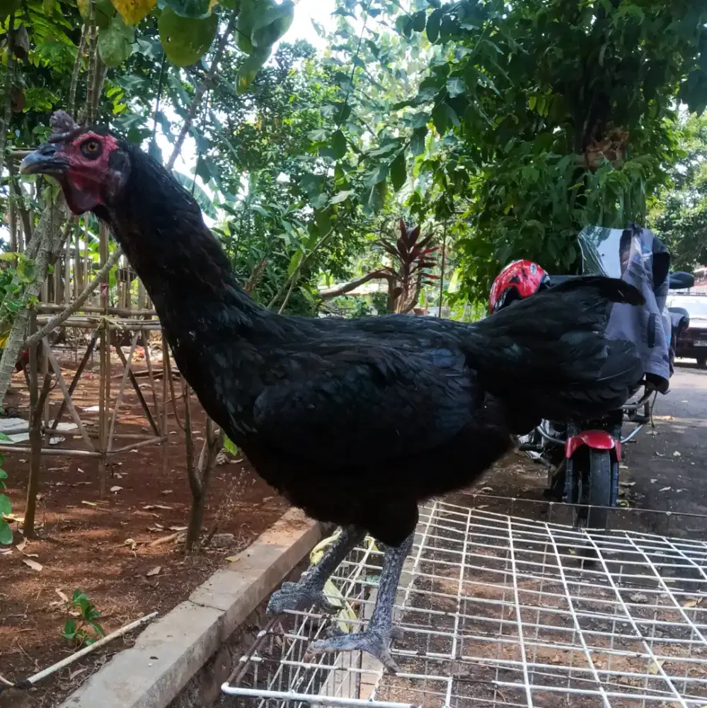 AYAM PELUNG BETINA
