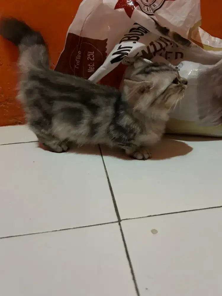 KUCING MUNCHKIN KITTEN
