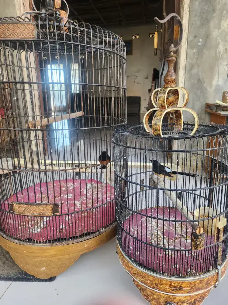 Murai sejodoh hasil kebun sendiri