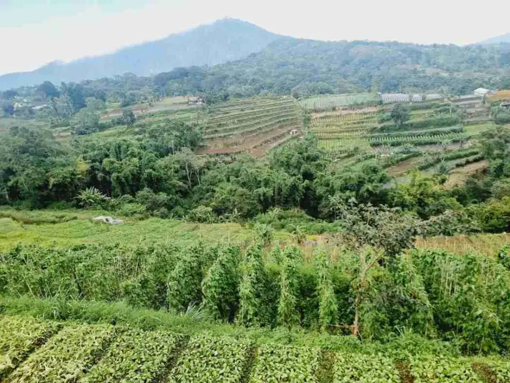 Tanah jalan utama Baturiti Bedugul Jual di Bawah NJOP Tabanan Bali