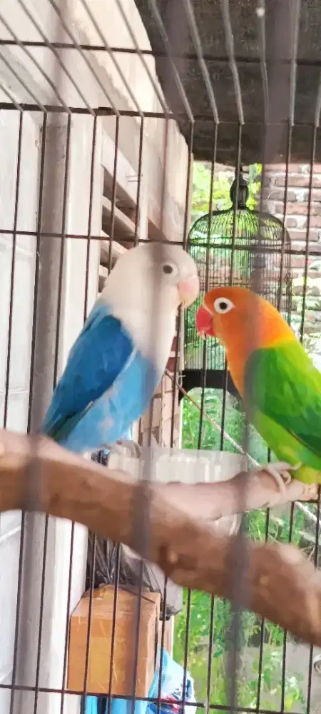 Bismillah jual sepasang indukan produksi lovebird biola