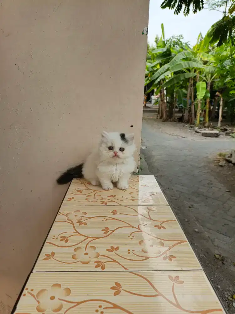 Kucing BSH dan munchkin cebol