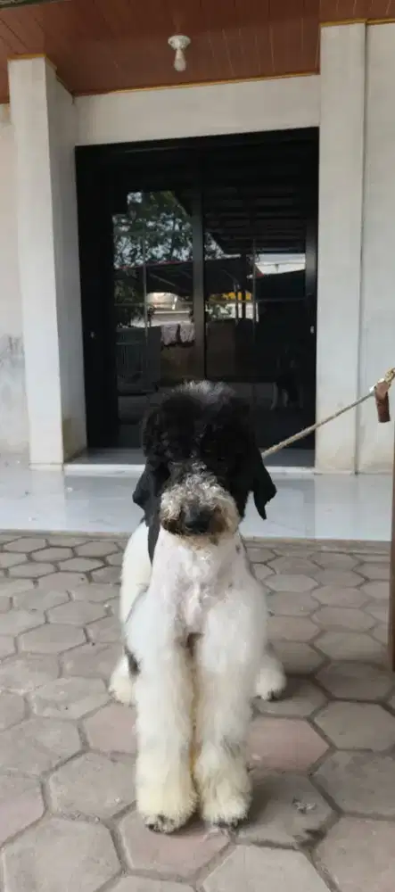 Giant poodle jantan stambum vaksin lengkap