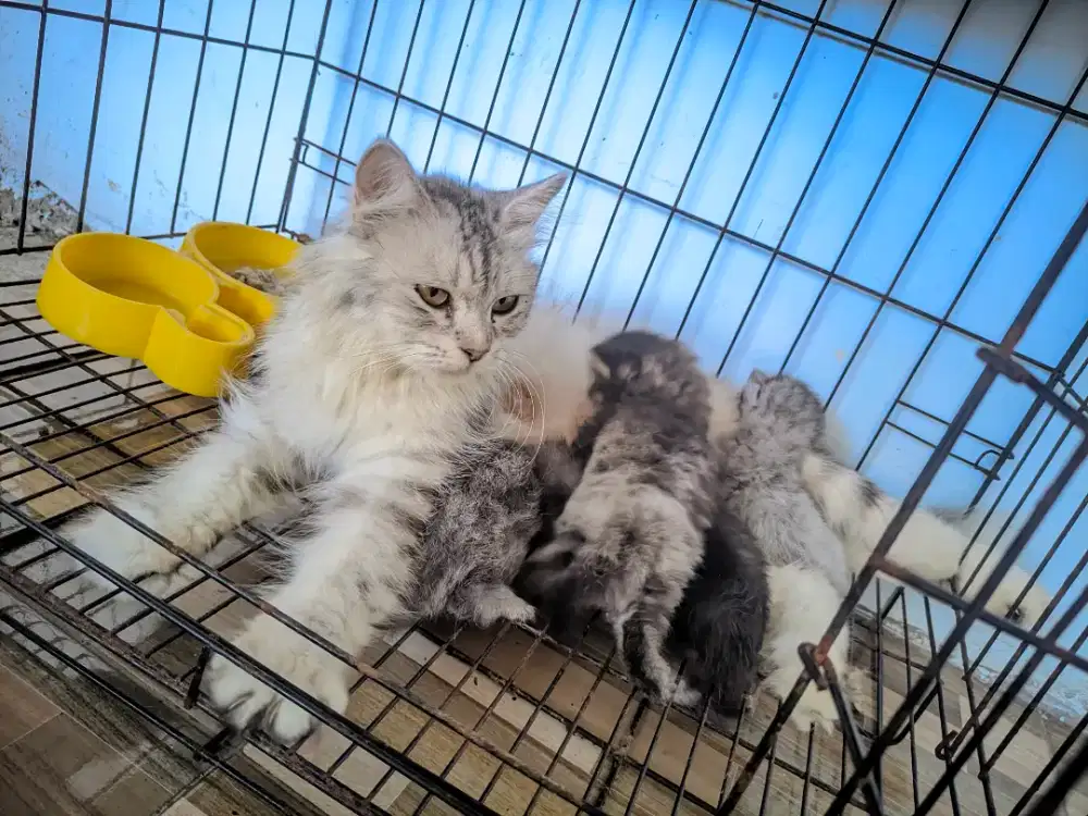 Kucing mix maencoon kayak serigala