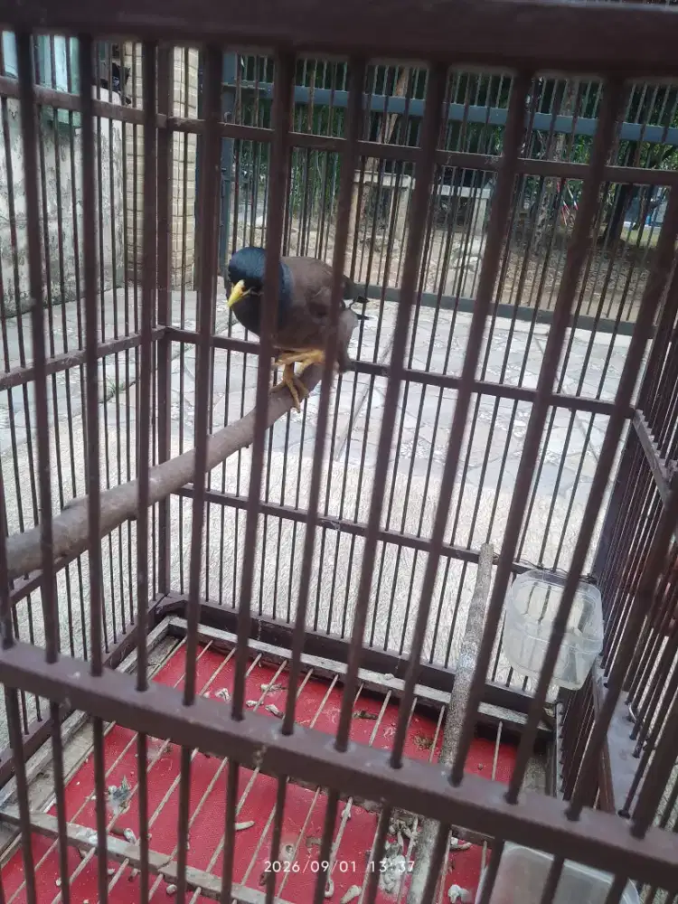 Burung jalak gacor