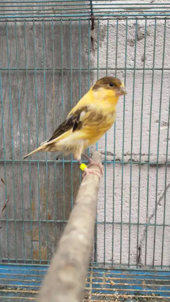 Burung kenari AF paud/anak jantan