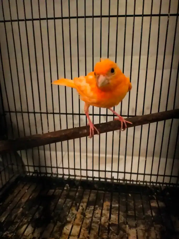 Burung kenari merlok anak jantan