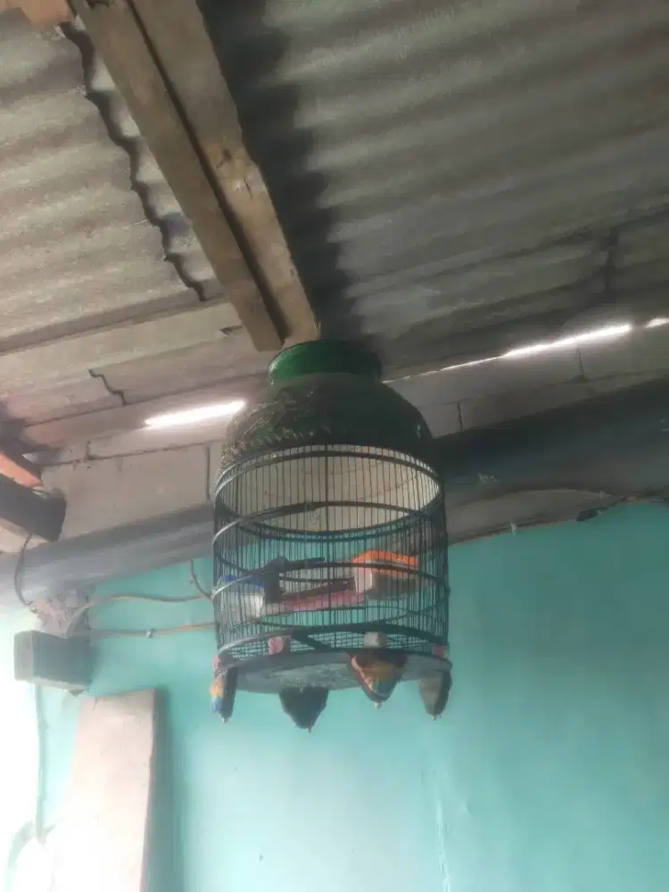Burung perkutut lokal bunyi rajin