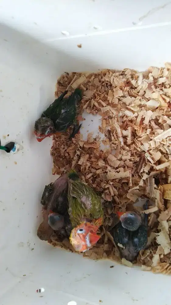 Dijual anak lolohan lovebird netas tanggal 3 agustus