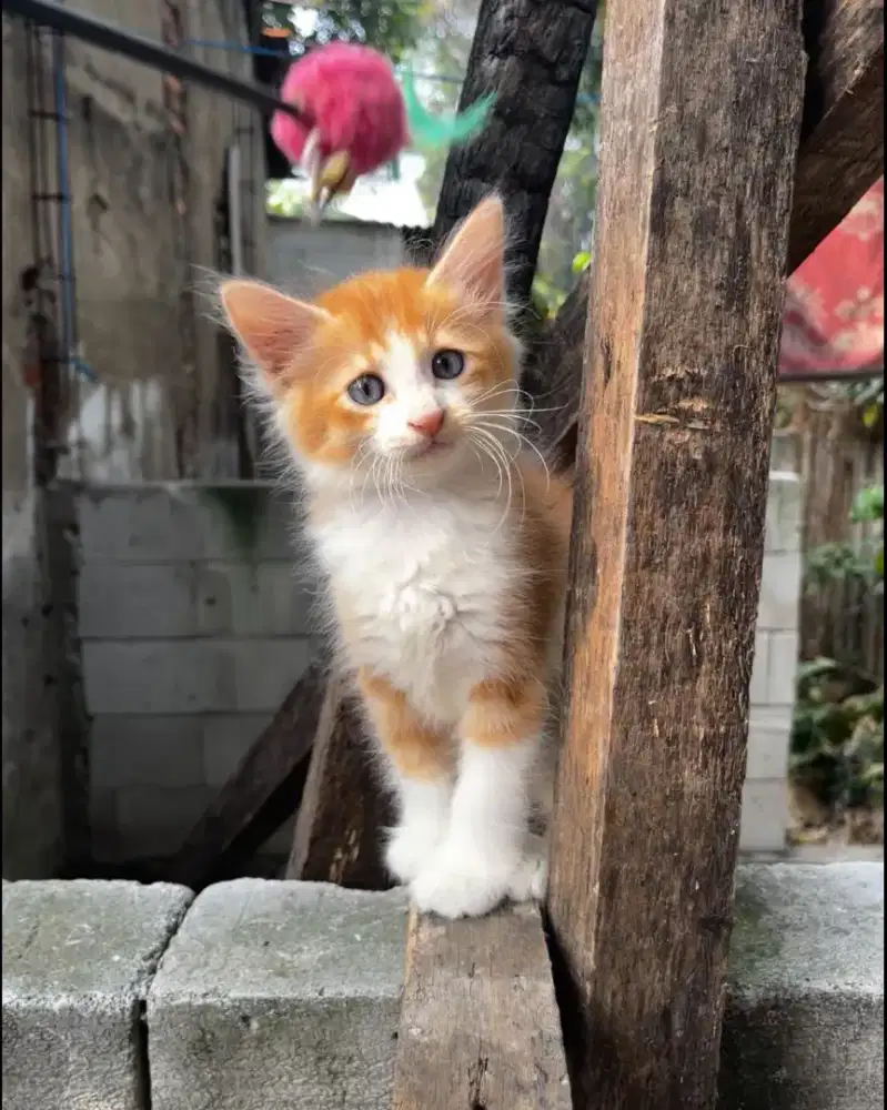 Kitten Persia medium usia 2,5 bulan jantan & betina