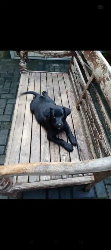 Free adopt mix Lab
