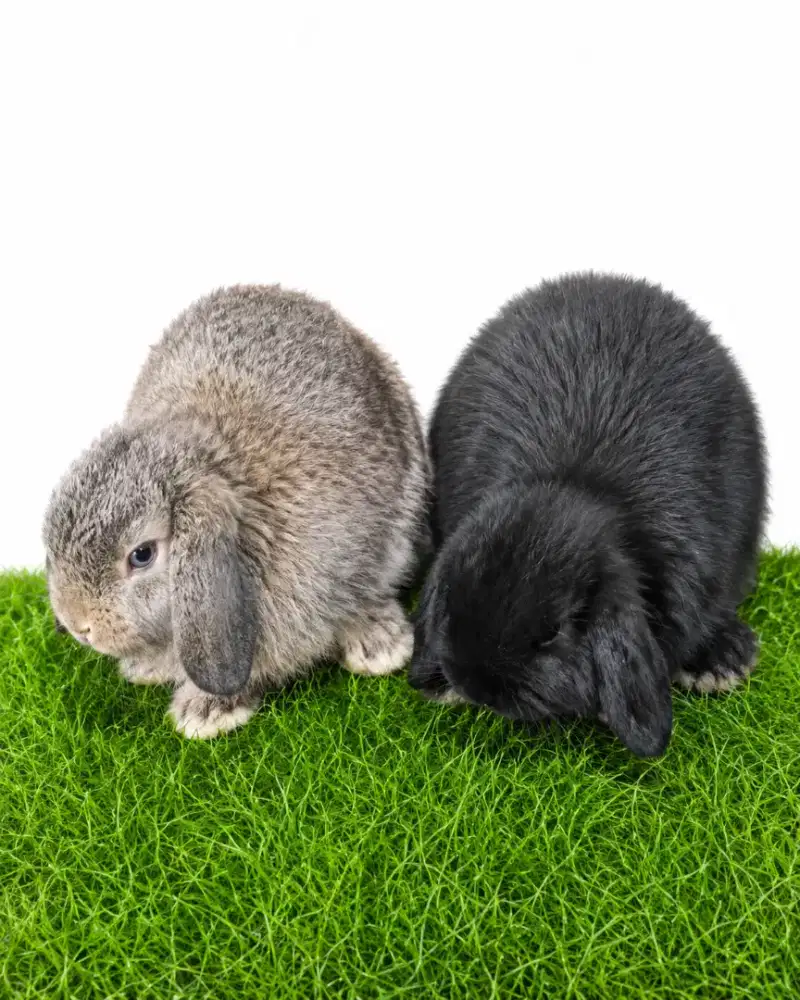 Kelinci Bunny Rabbit Anakan Hollanlop