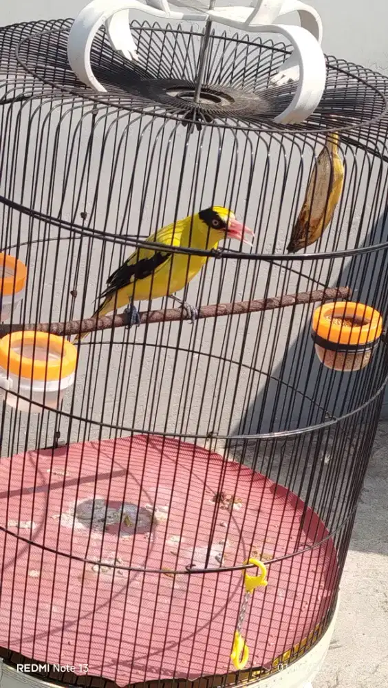 Burung kepodang lokal jawa gacor