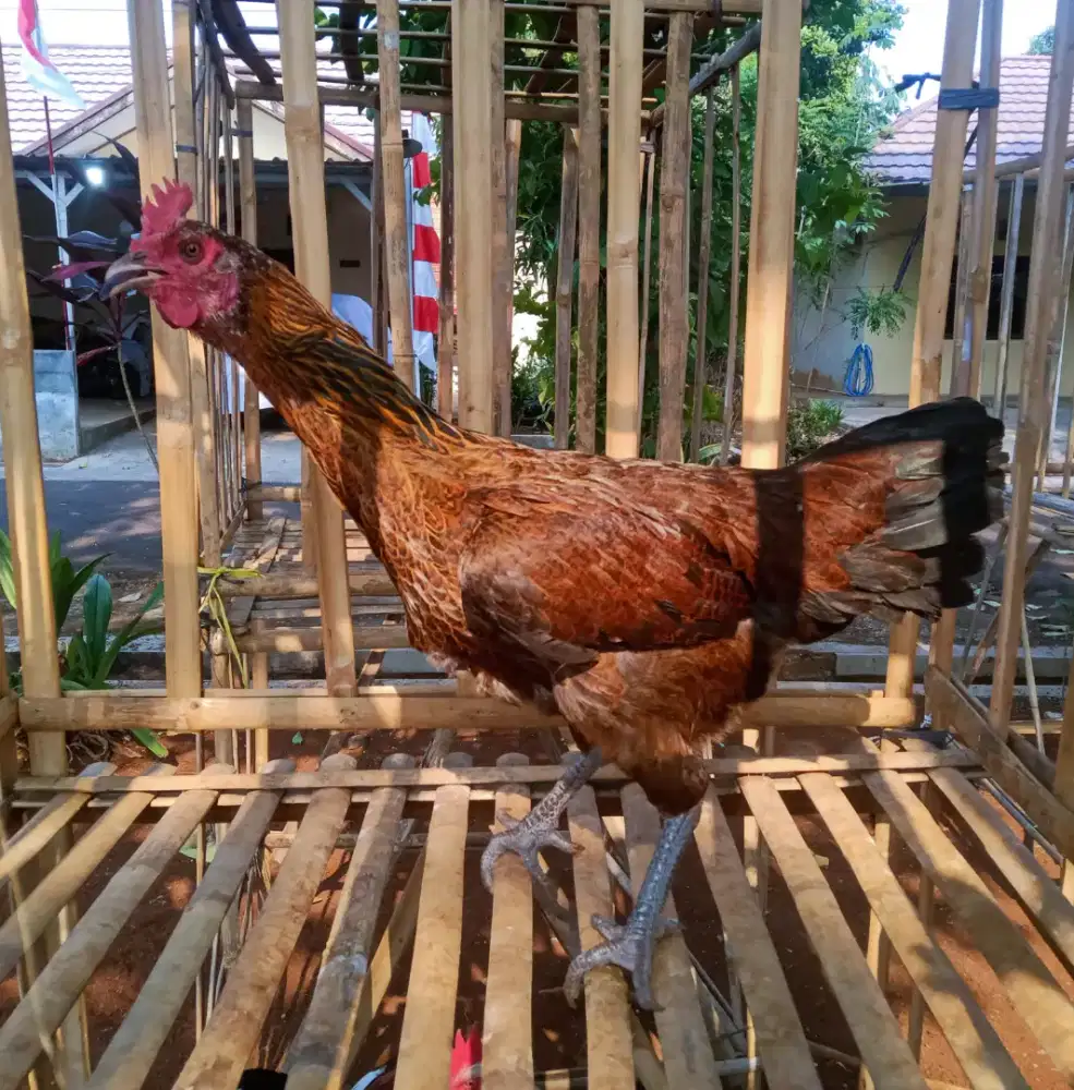 AYAM PELUNG BIANG