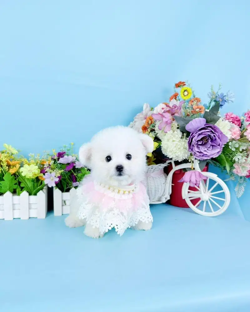Female korean mini bichon bloodline import korea super cute face