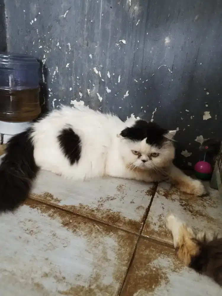 4 Kucing Ras Munchkin dan Persia