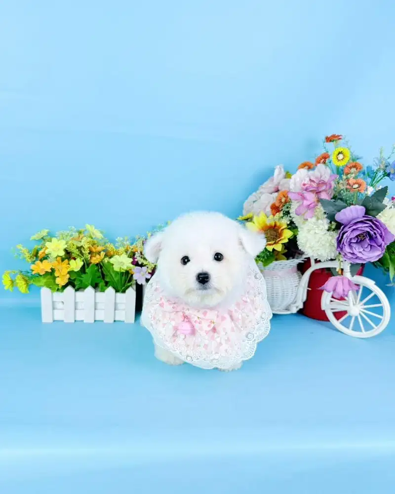 Female korean mini bichon frise super cute like a doll best quality