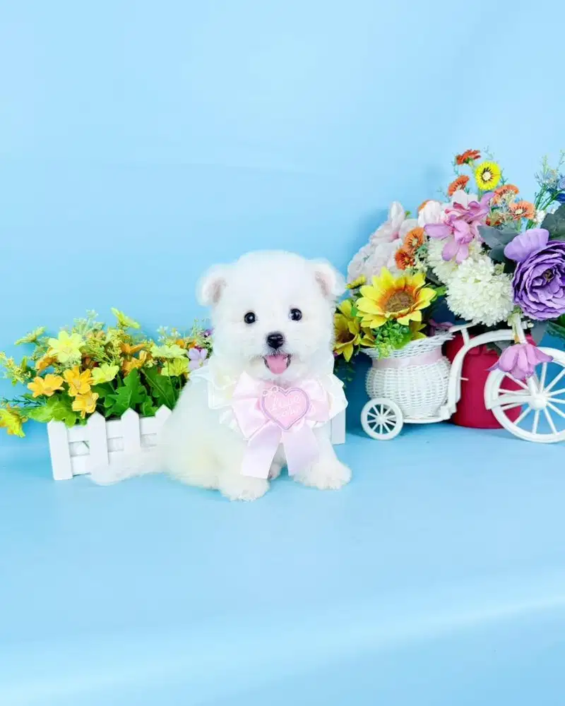 Female korean mini bichon frise super cute face bloodline import korea
