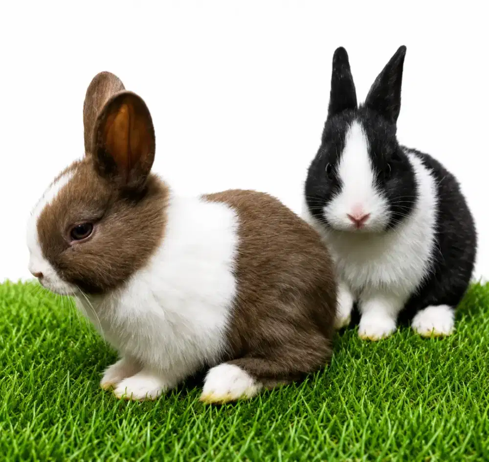 Kelinci Rabbit Bunny hias Ducth kelinci panda