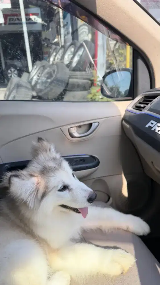 Anak anjing alaskan malamute