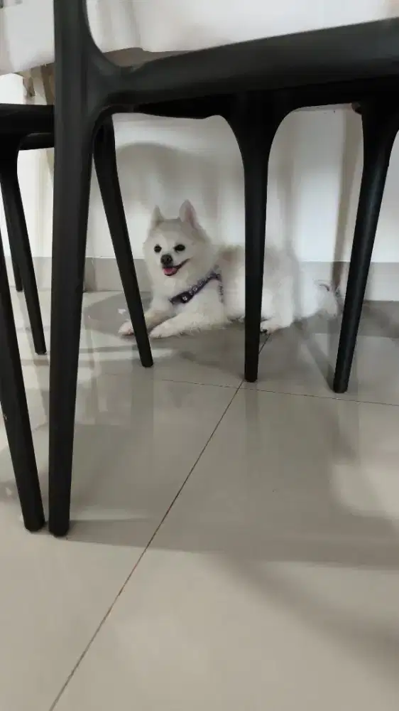 Pomeranian Betina