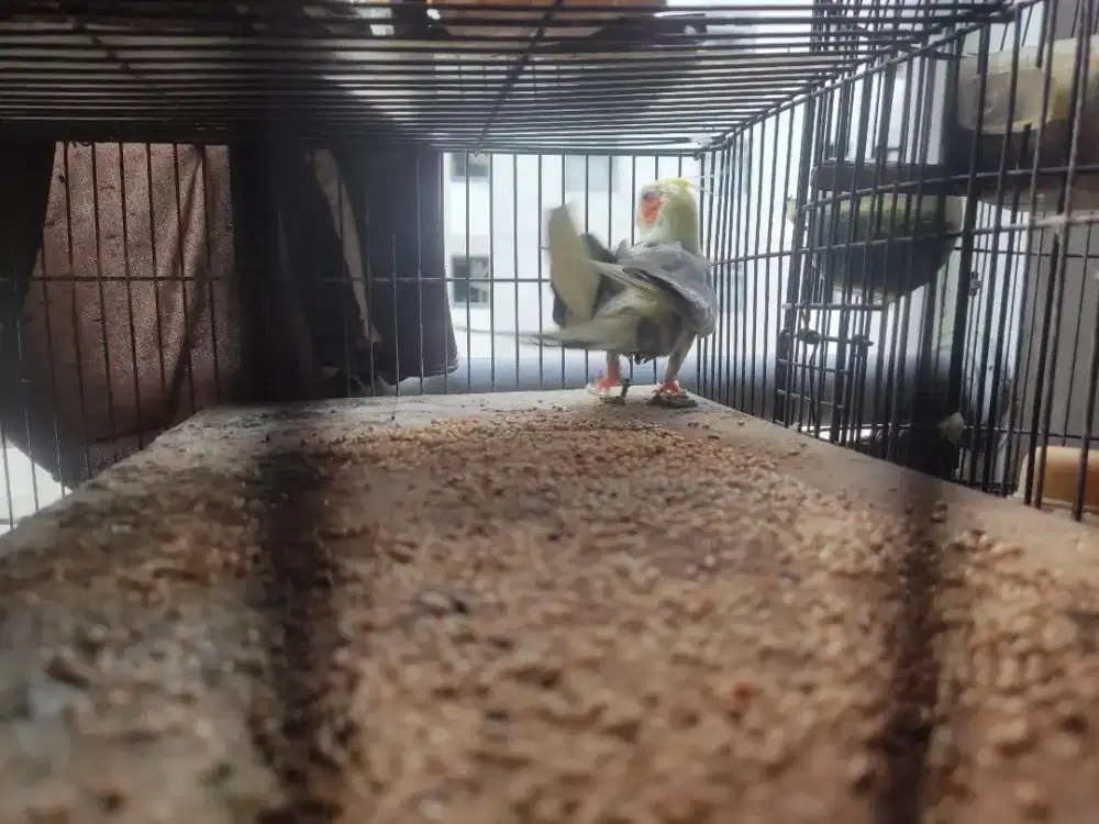Dijual burung flak betina