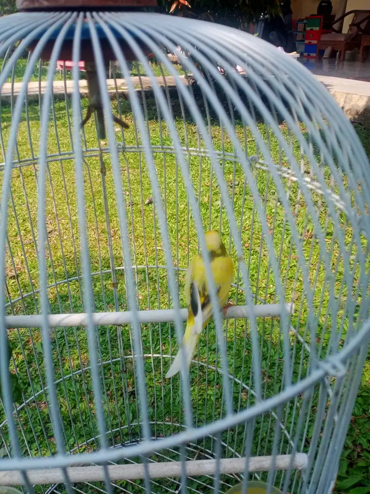 Jual burung kenari loper