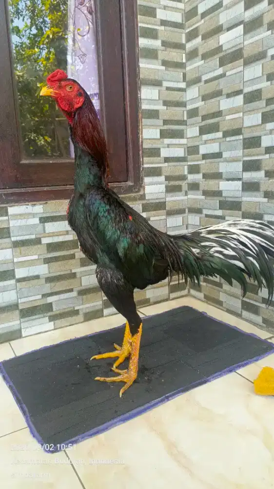 Ayam koytradngon