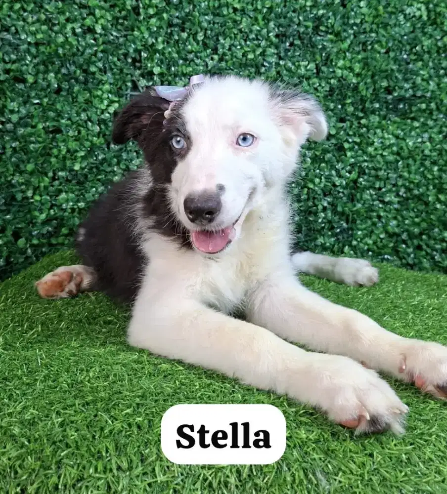 BORDER COLLIE BETINA
