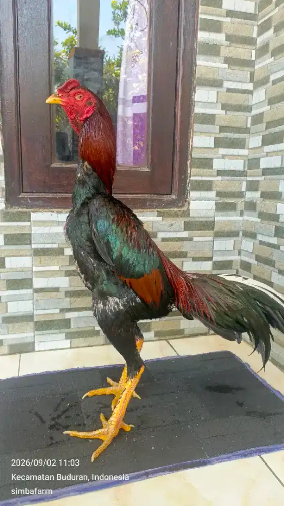 Ayam koytradngon