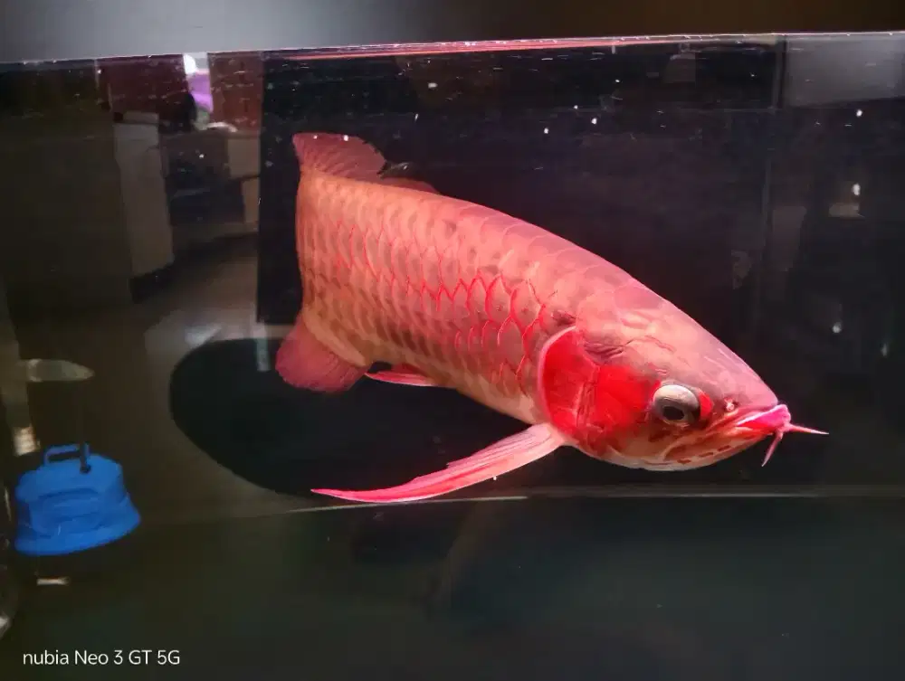 Arowana Super RED mulus no minus