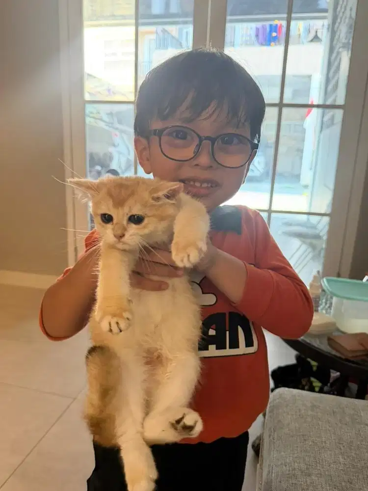 Kucing BRITISH SHORT HAIR