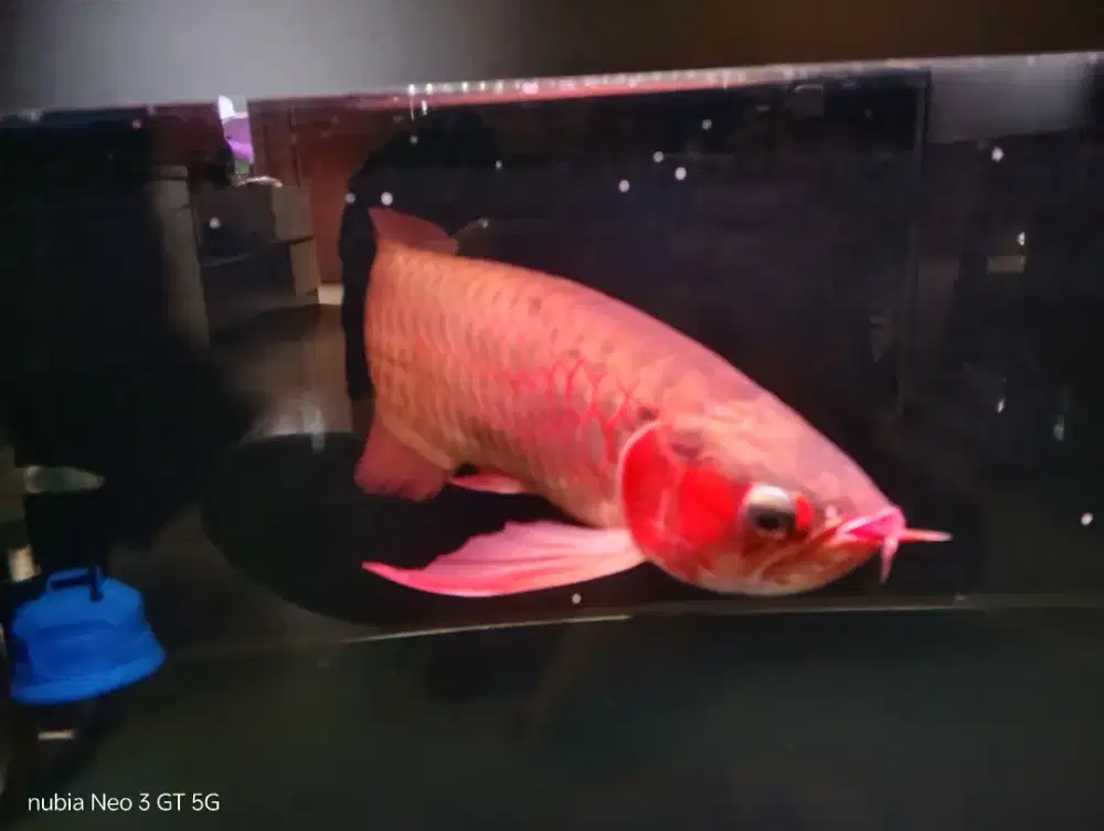 Arowana Super Red