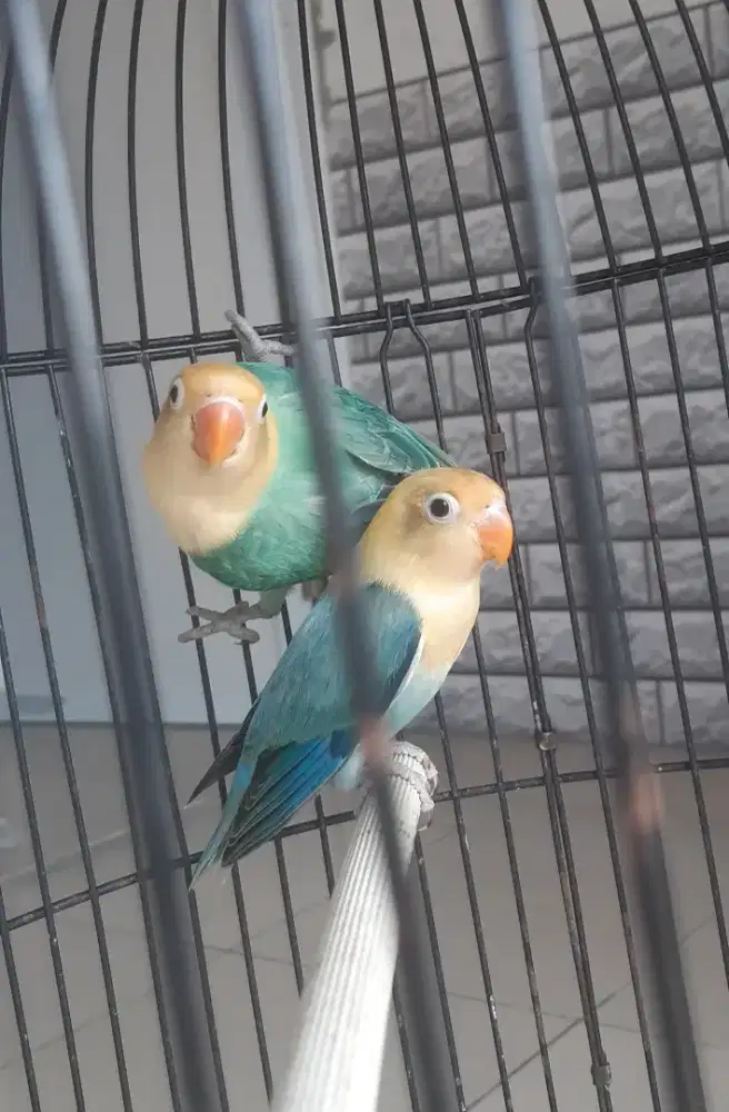 Lovebird Biola Parblue Remaja