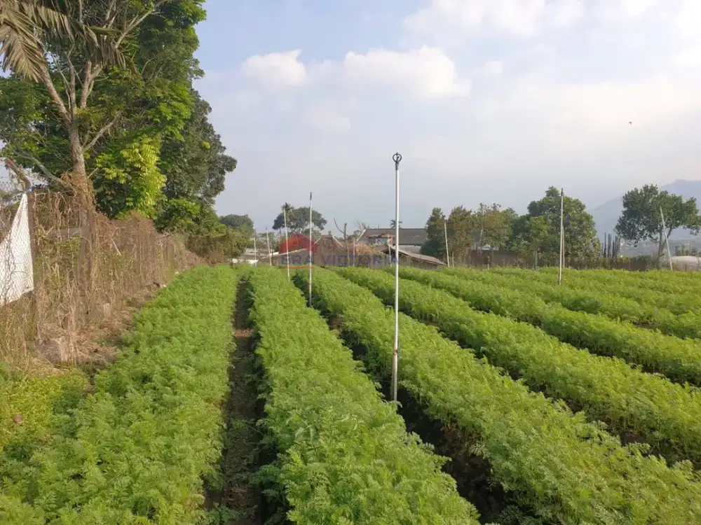 Tanah Luas Dijual di Batu 2.563 m², View Bagus, Cocok Investasi