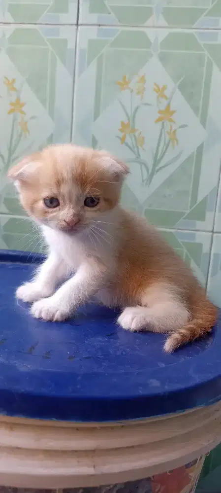 Kucing Scottish fold blue eyes
